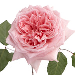 Light Pink Princess Hitomi Garden Rose
