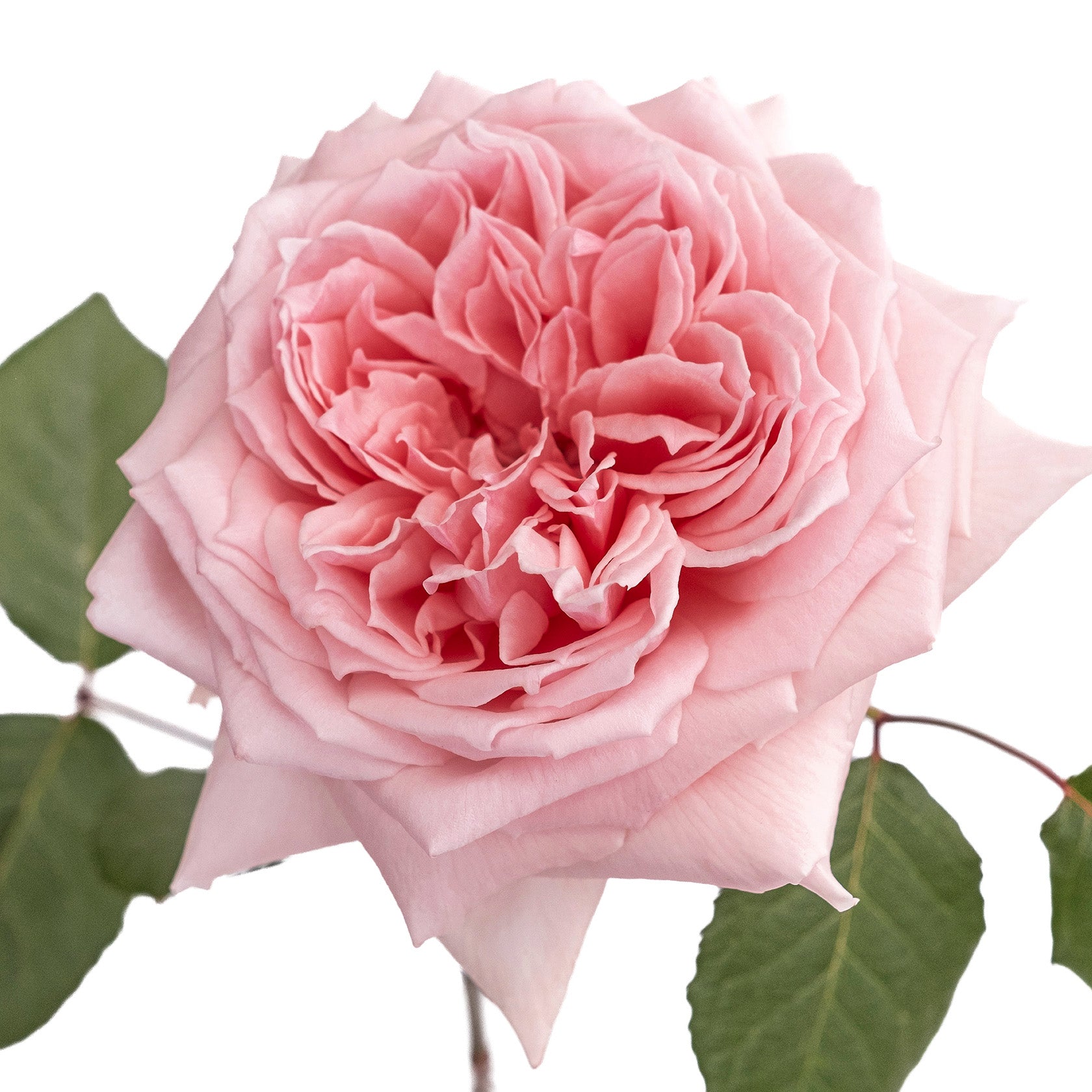Light Pink Princess Hitomi Garden Rose
