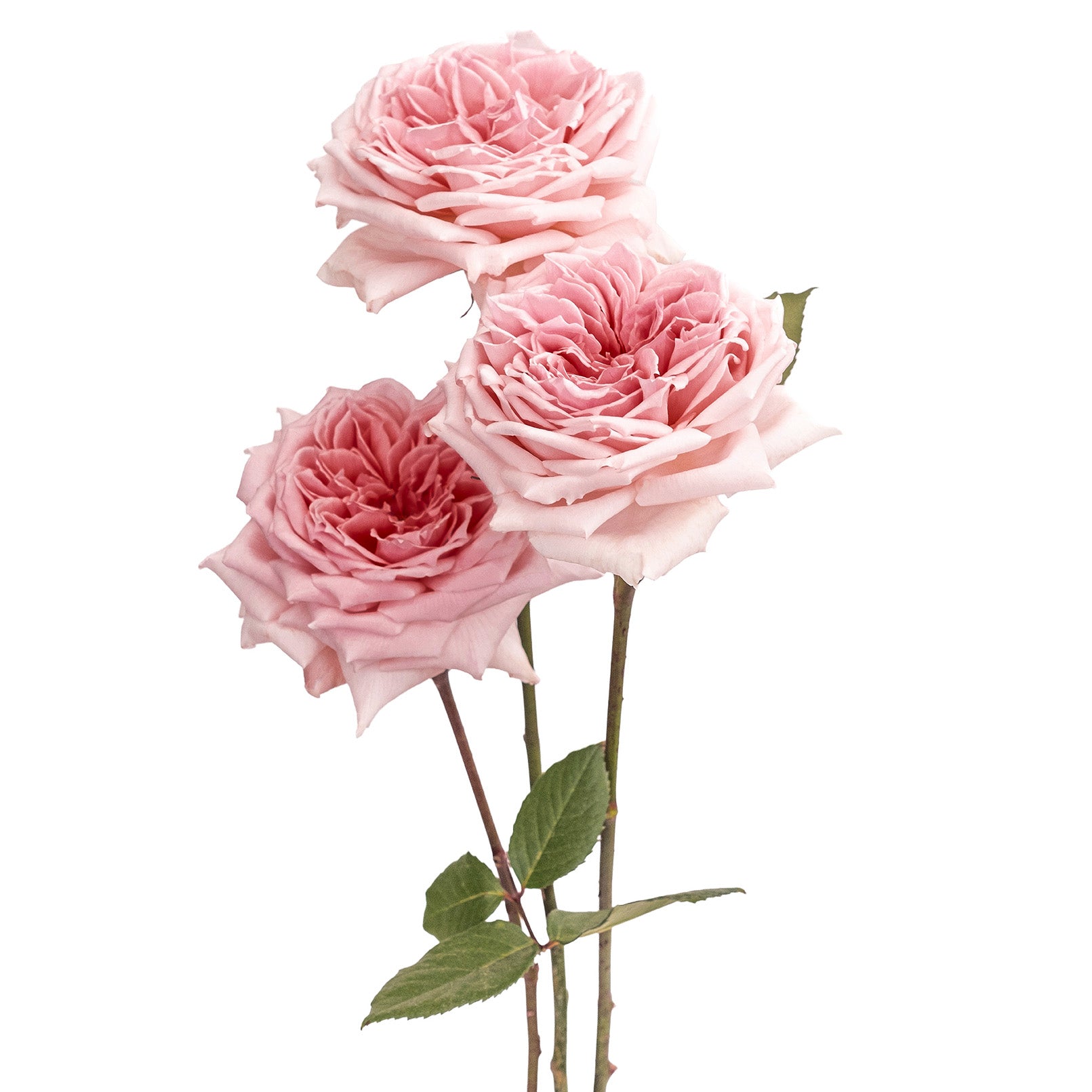 Light Pink Princess Hitomi Garden Rose
