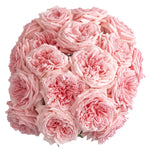 Light Pink Princess Hitomi Garden Rose
