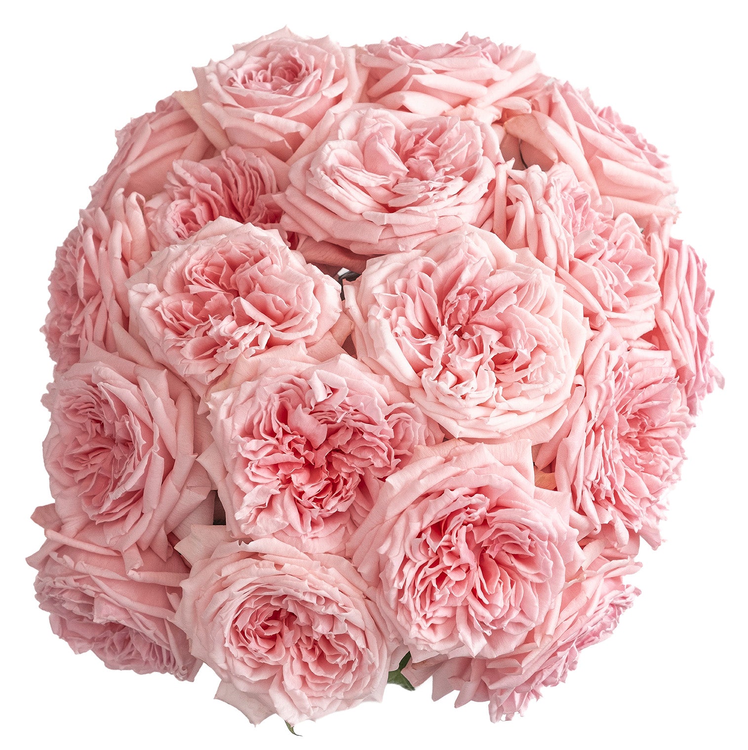 Light Pink Princess Hitomi Garden Rose
