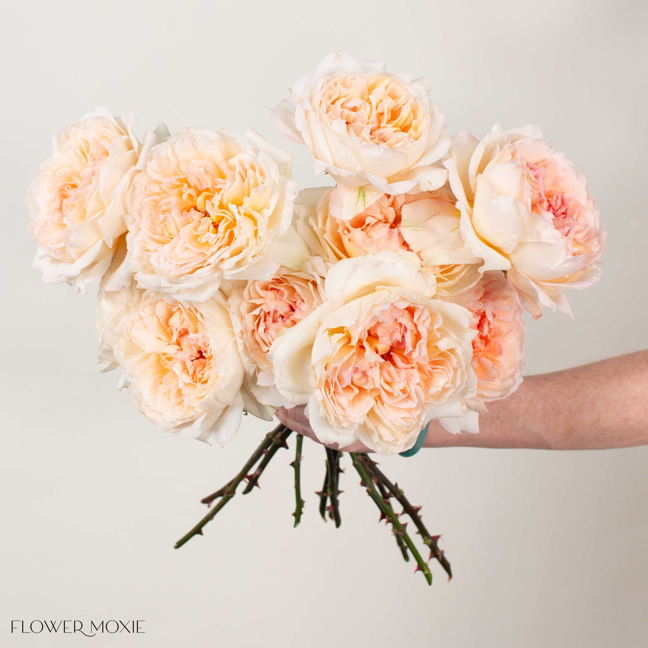 Peach Princess Holly's Hope Garden Rose
