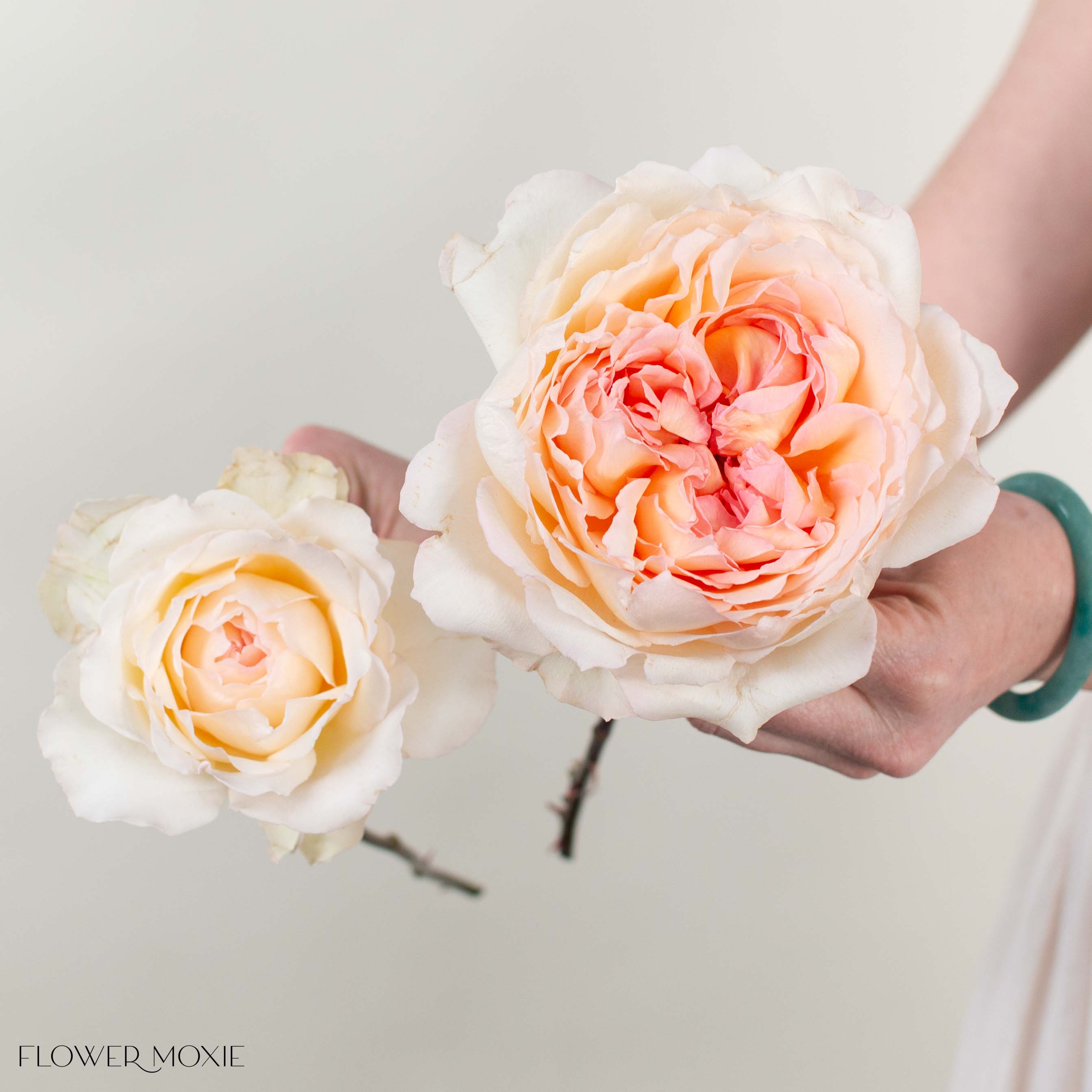 Peach Princess Holly's Hope Garden Rose
