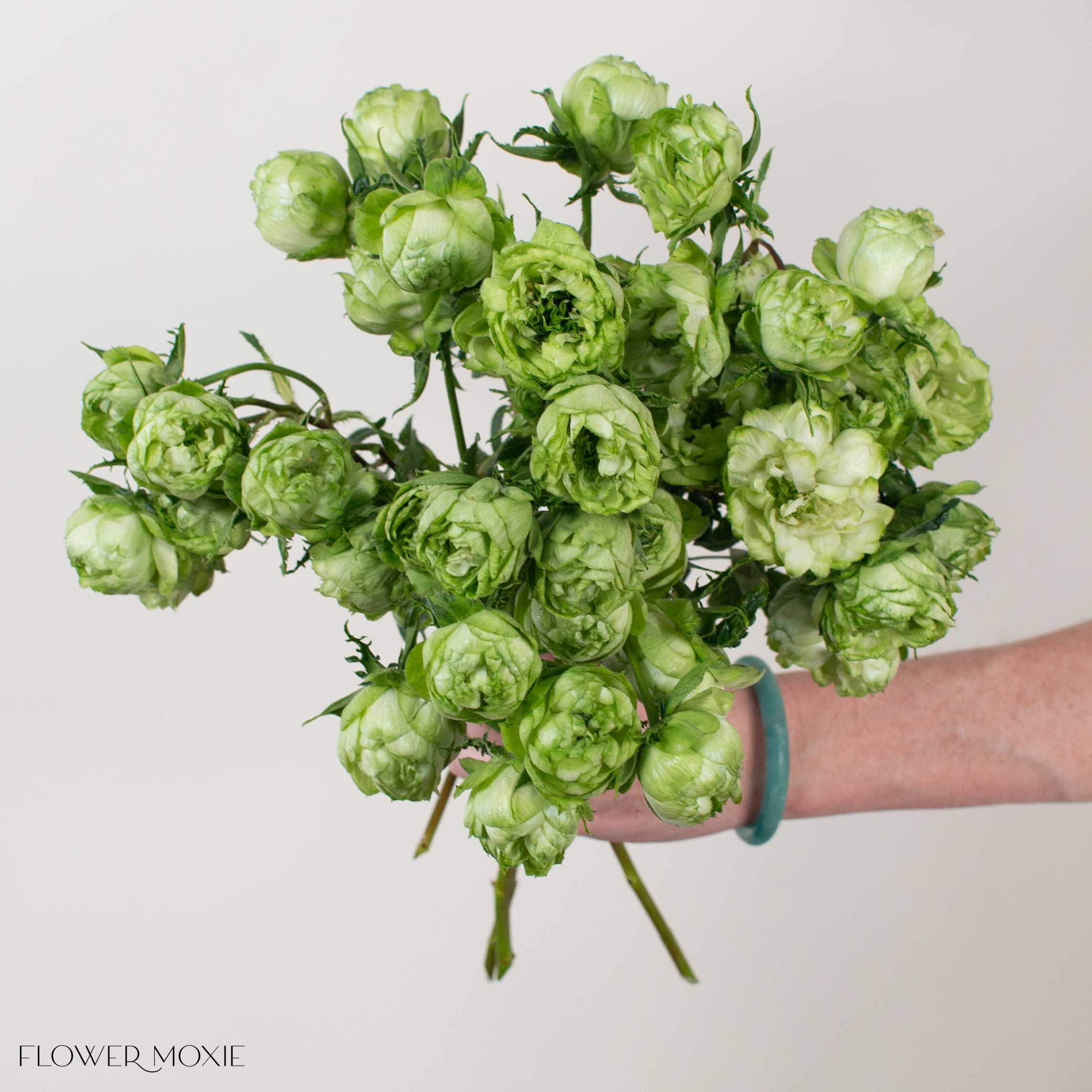 Green Princess Midori Spray Garden Roses