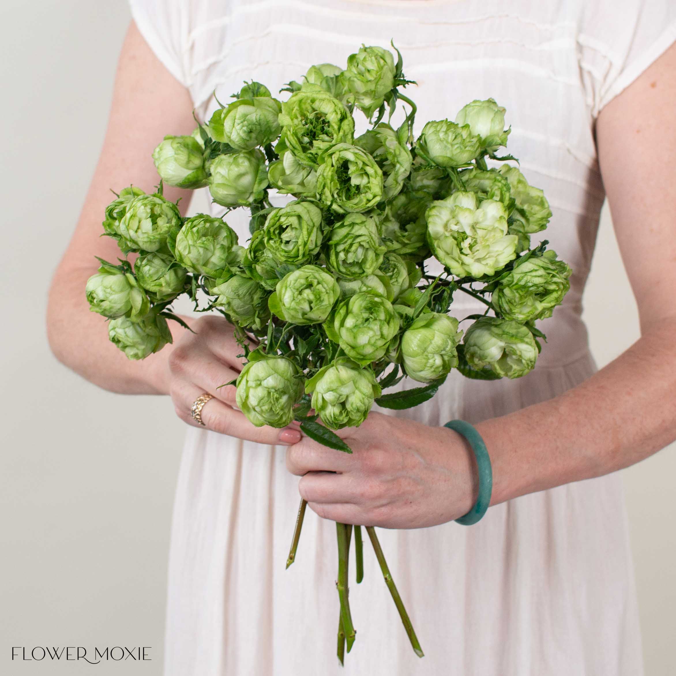 Green Princess Midori Spray Garden Roses
