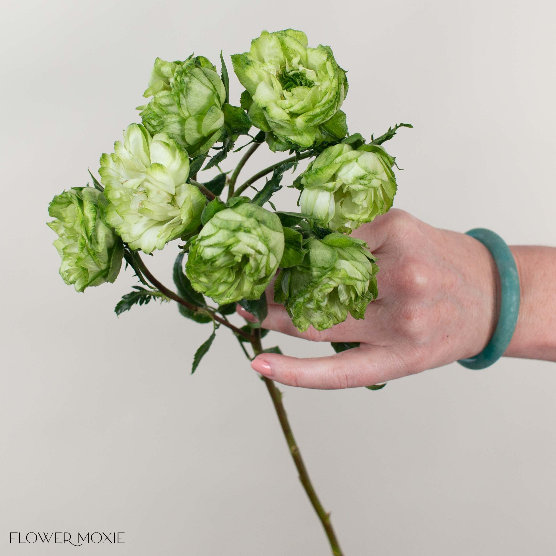 Green Princess Midori Spray Garden Roses
