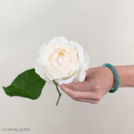 White Princess Miyuki Garden Rose
