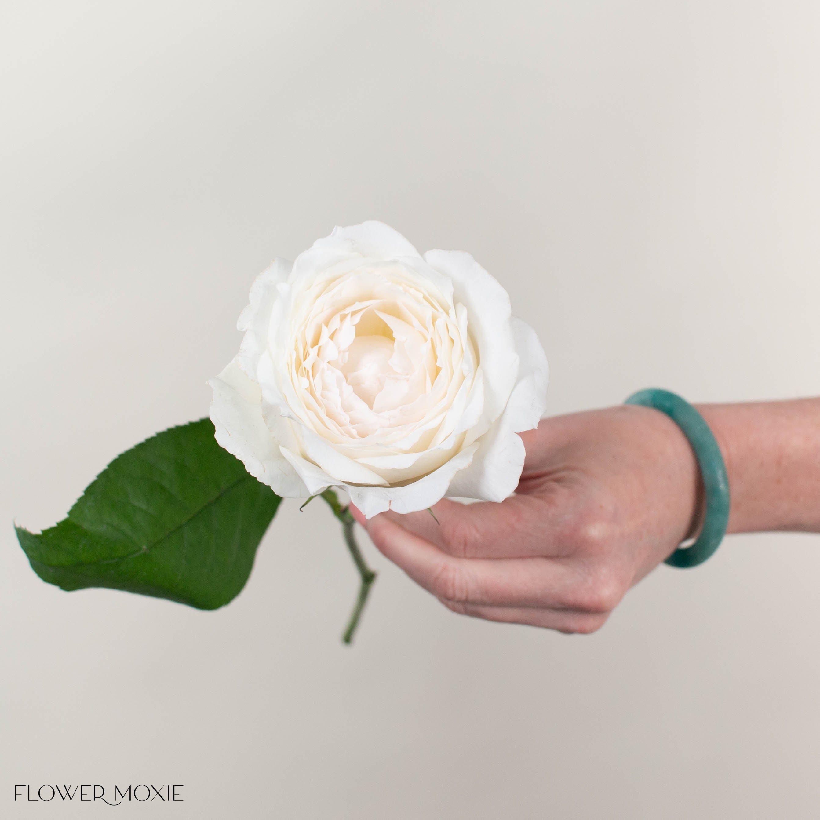 White Princess Miyuki Garden Rose
