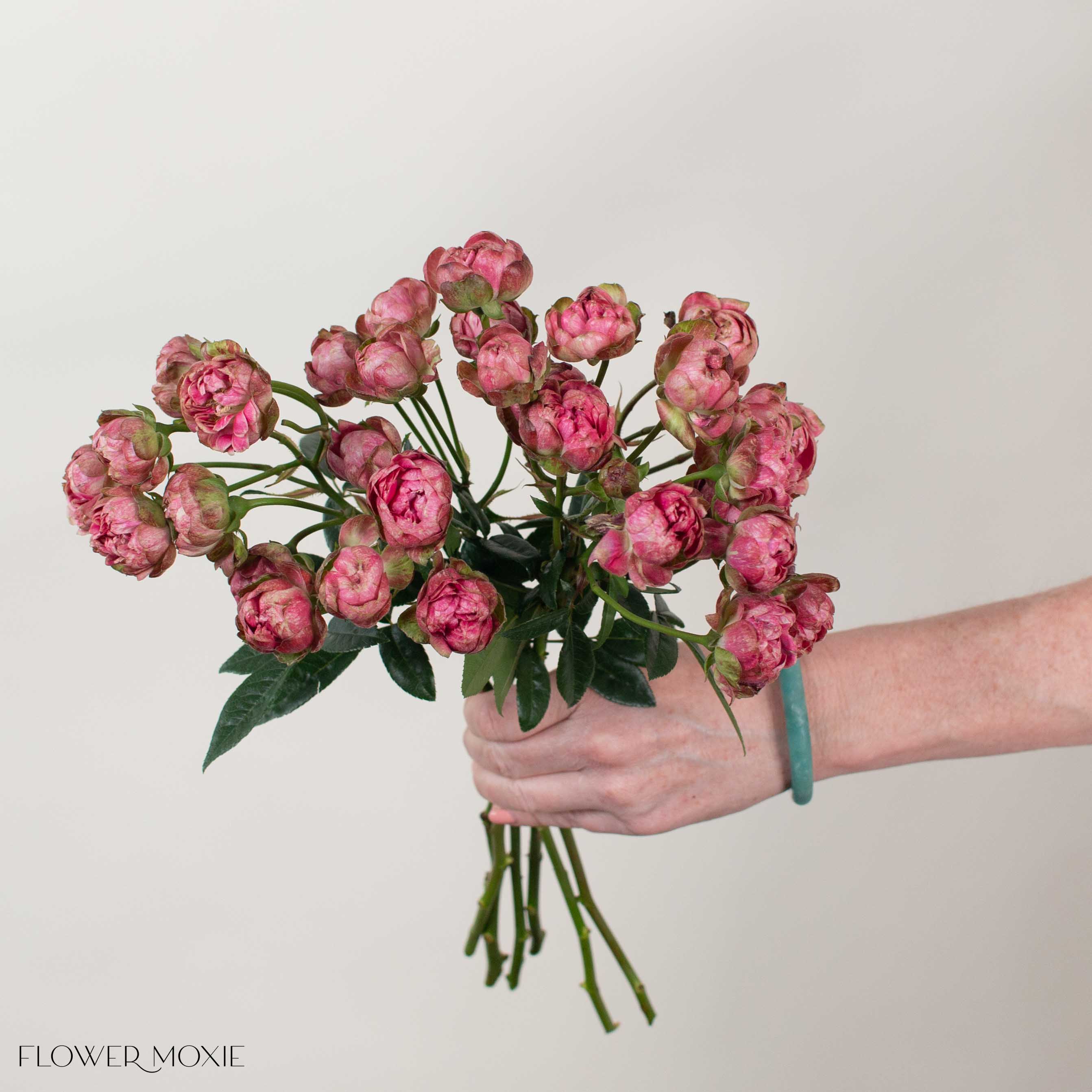 Pink Princess Pinku Spray Garden Roses
