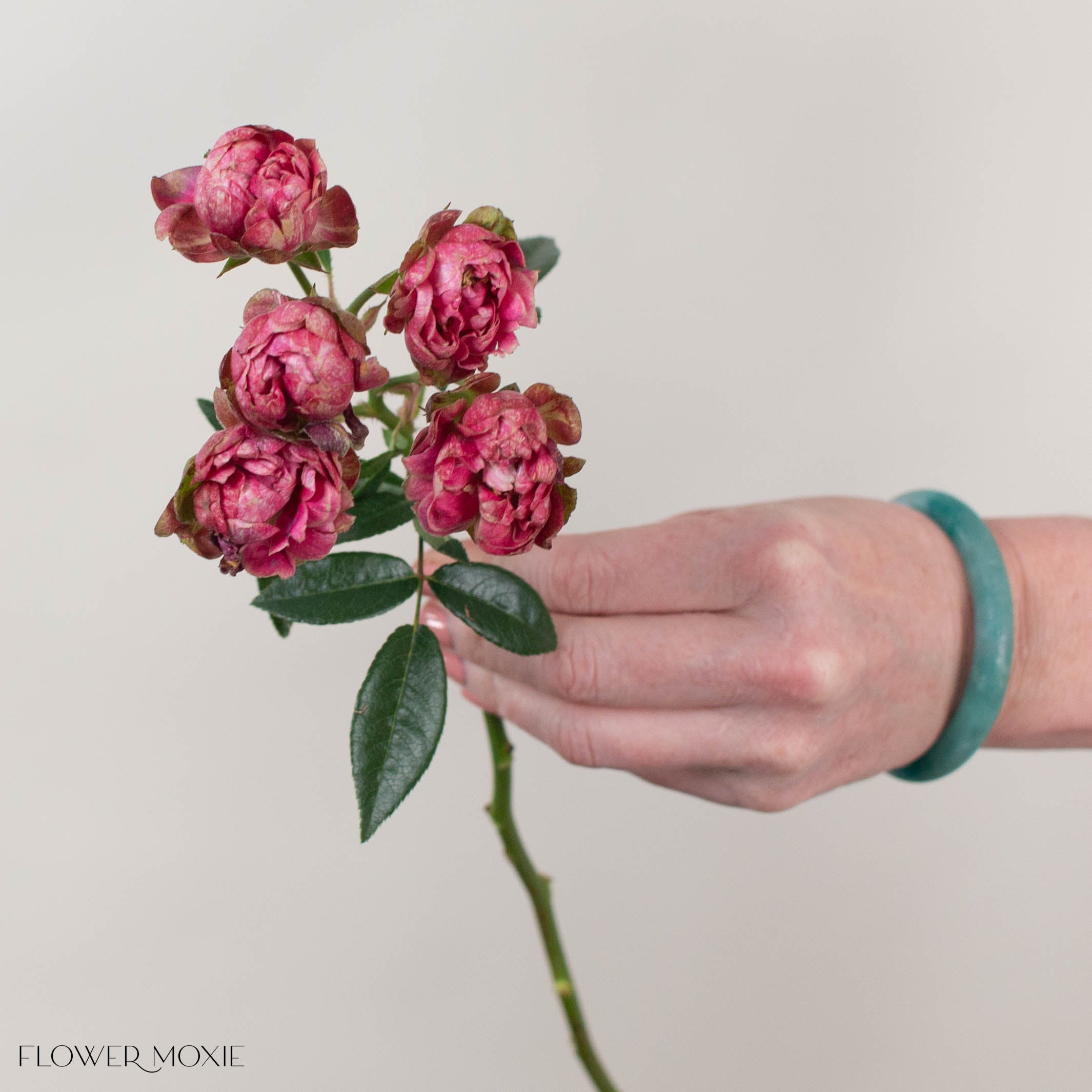 Pink Princess Pinku Spray Garden Roses
