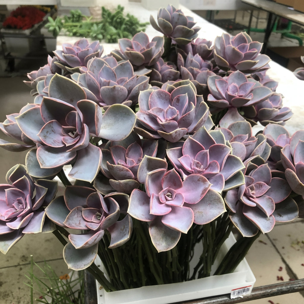 Purple succulents on a table
