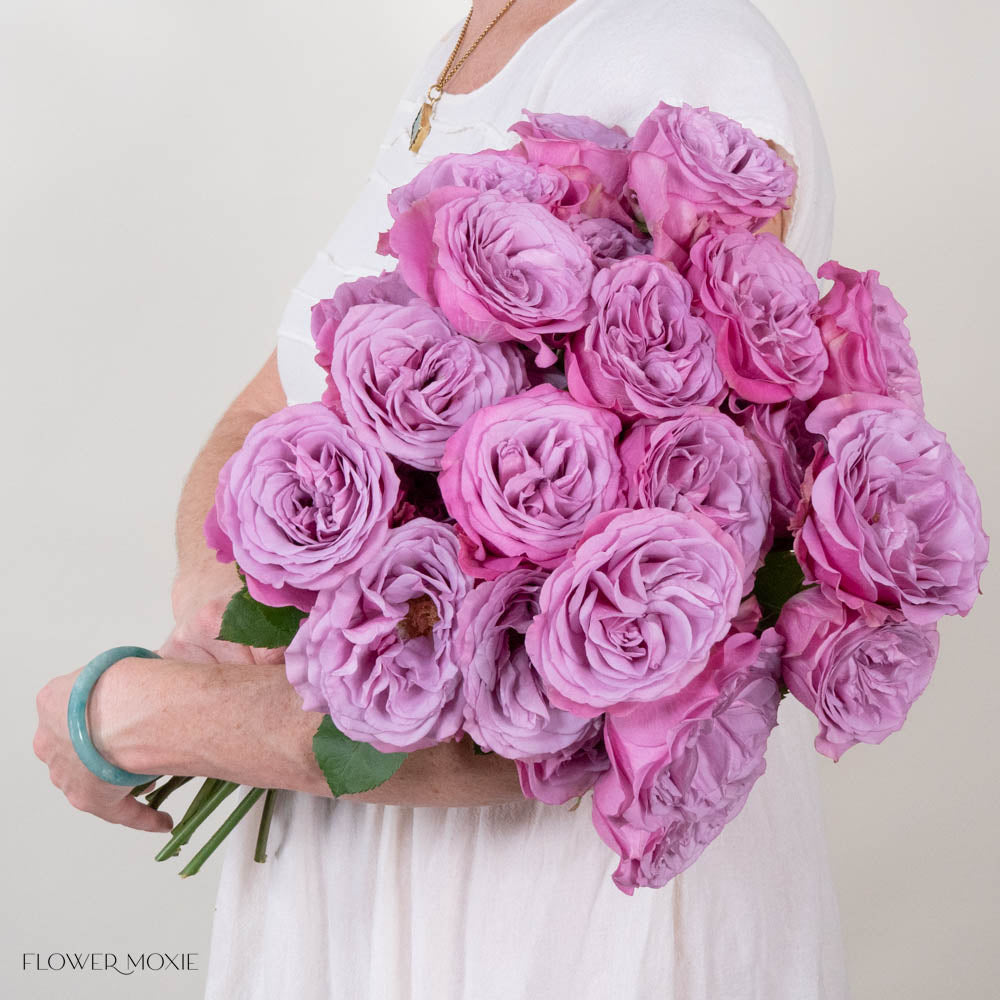 Lavender Queen's Crown Garden Rose
