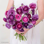 Berry Purple Ranunculus Flower
