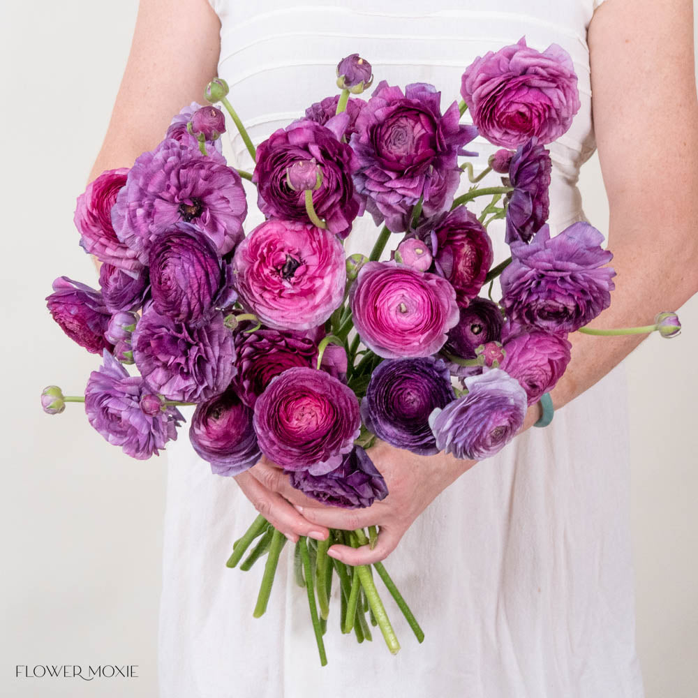 Berry Purple Ranunculus Flower
