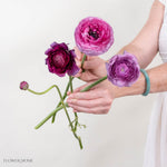 Berry Purple Ranunculus Flower

