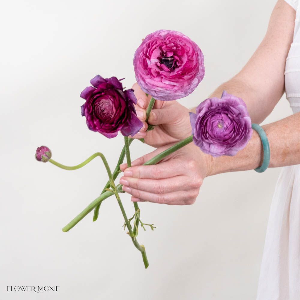 Berry Purple Ranunculus Flower
