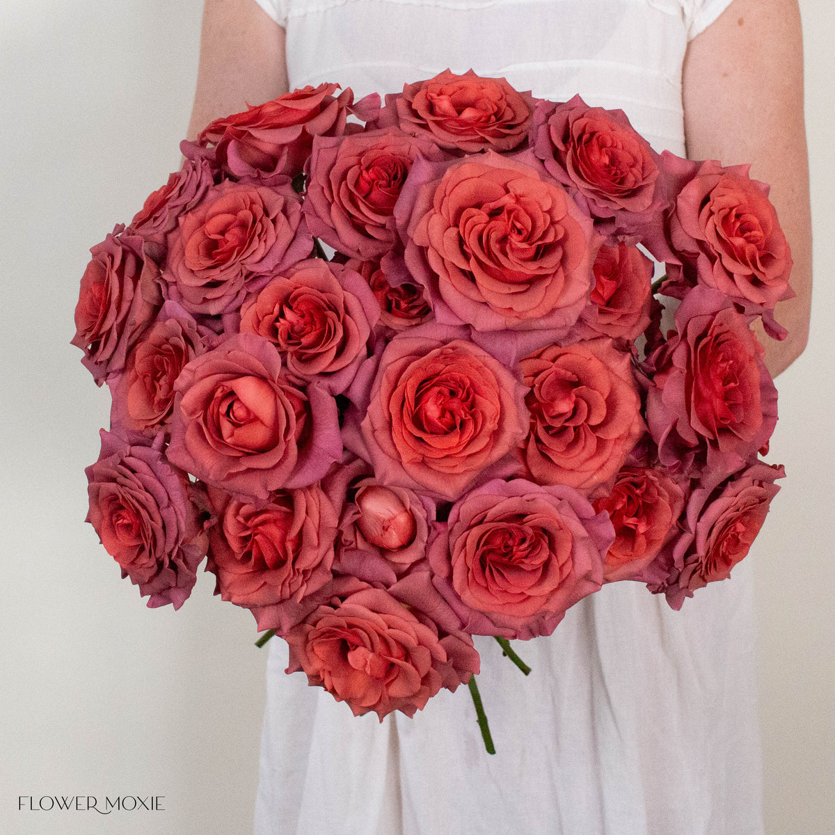 Dusty Terracotta Razzmatazz Rose