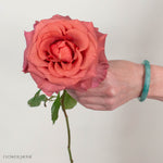 Dusty Terracotta Razzmatazz Rose