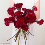 Deep Red Celosia