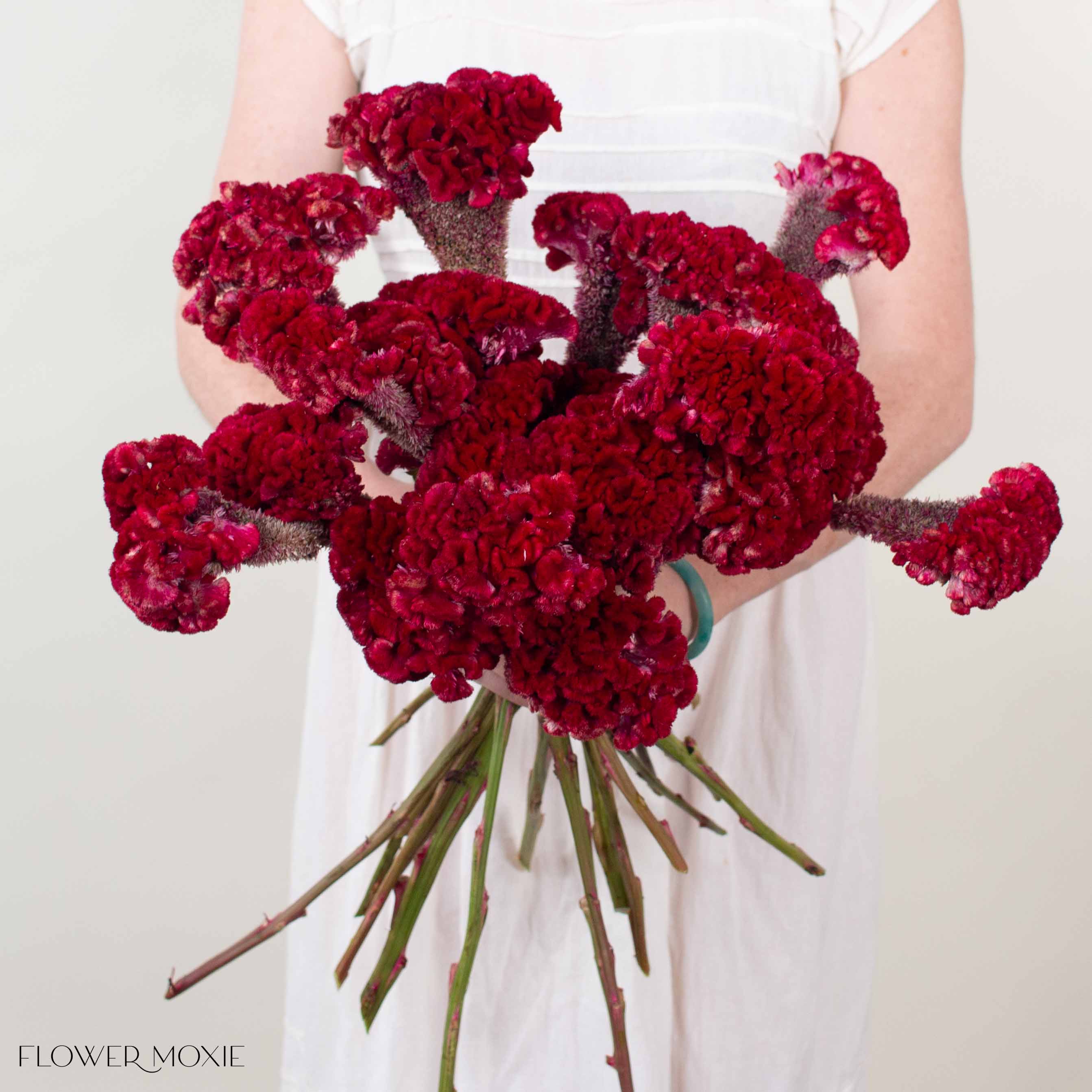 Deep Red Celosia