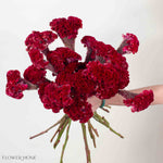 Deep Red Celosia