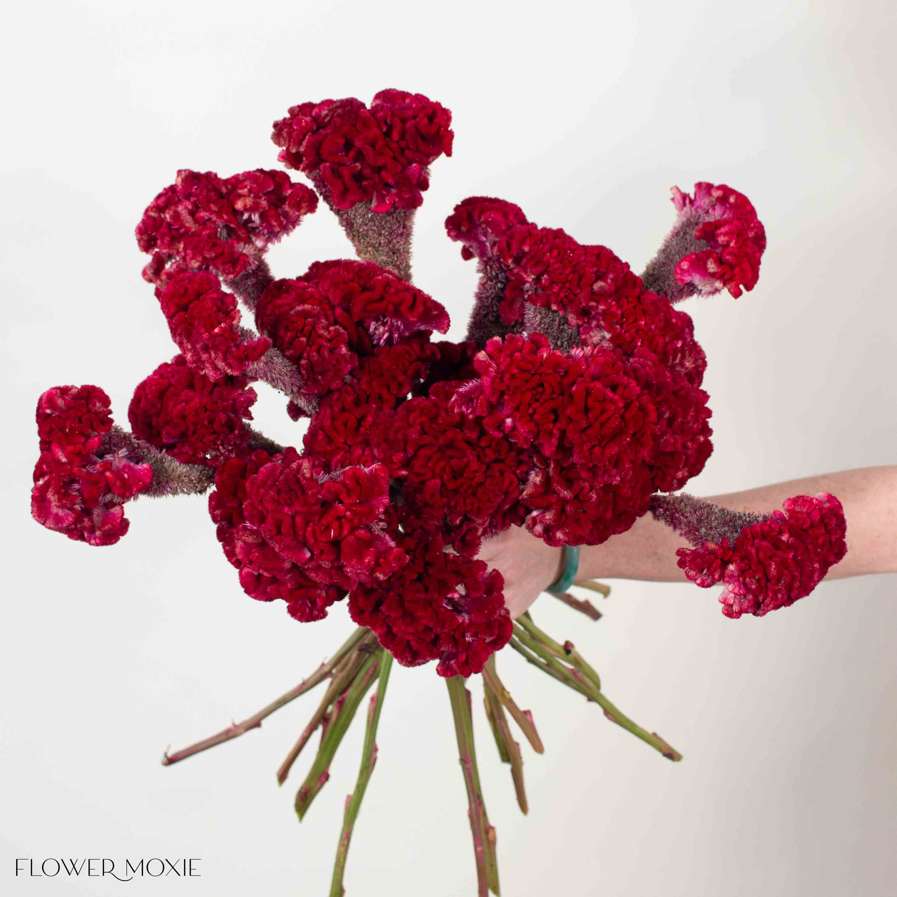 Deep Red Celosia