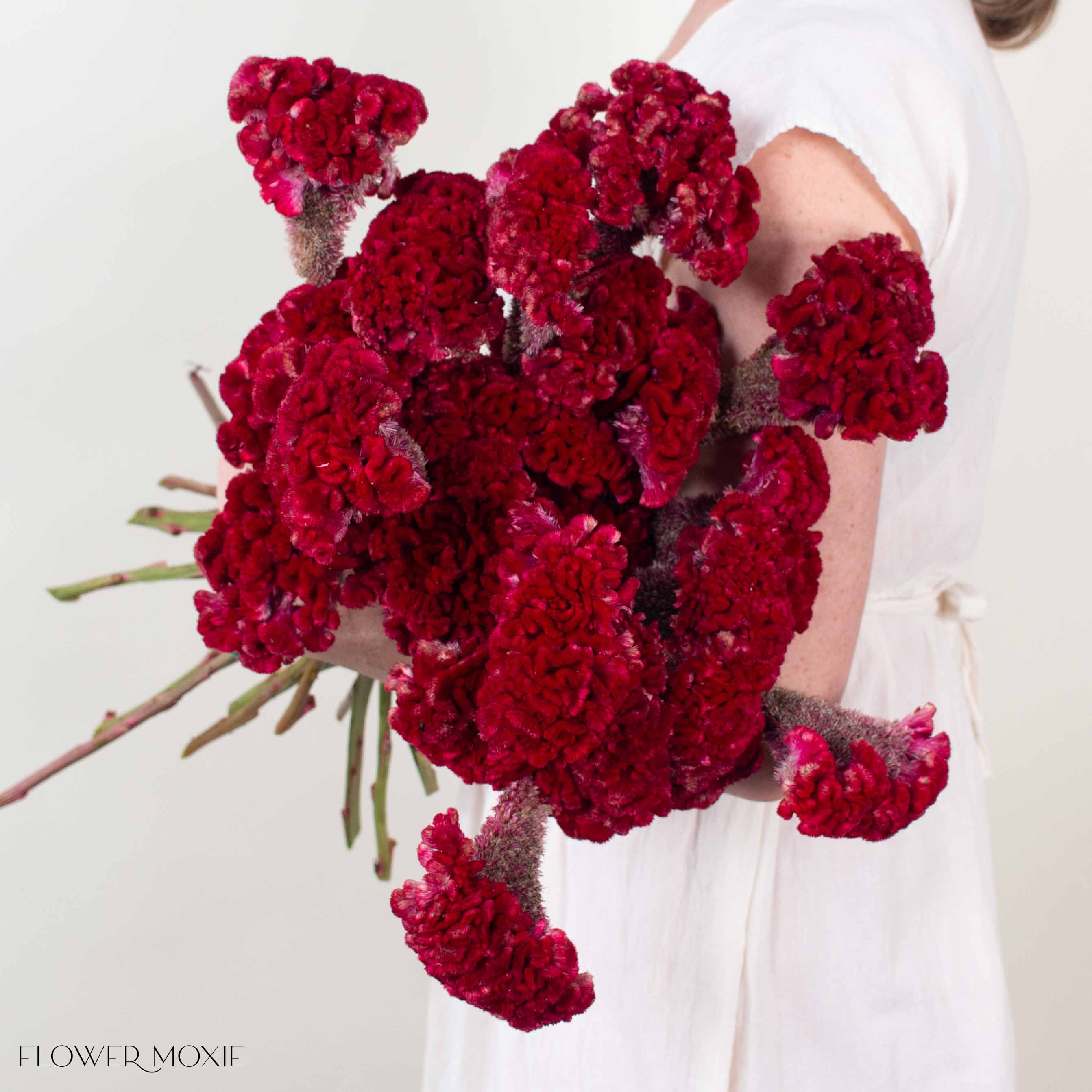 Deep Red Celosia