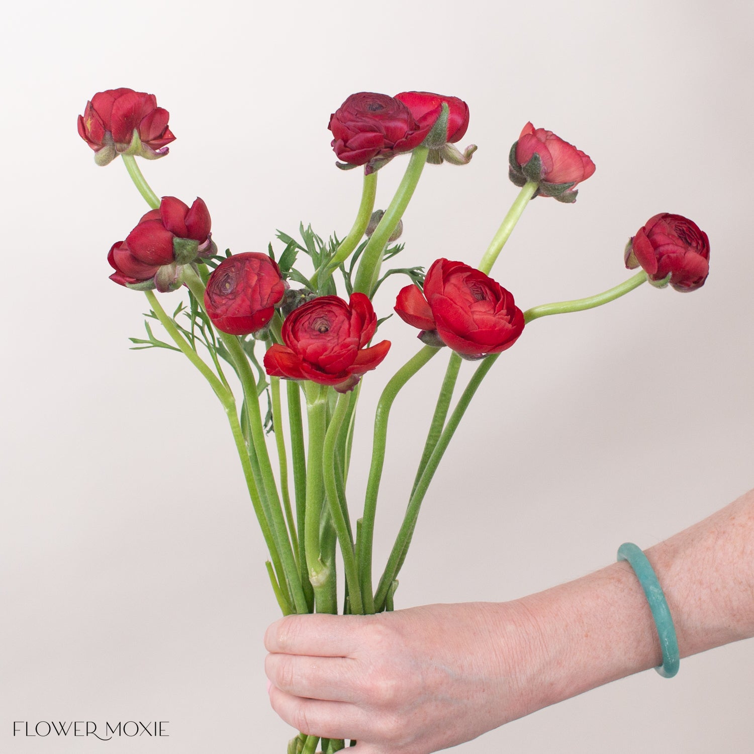 red ranunculus flower
