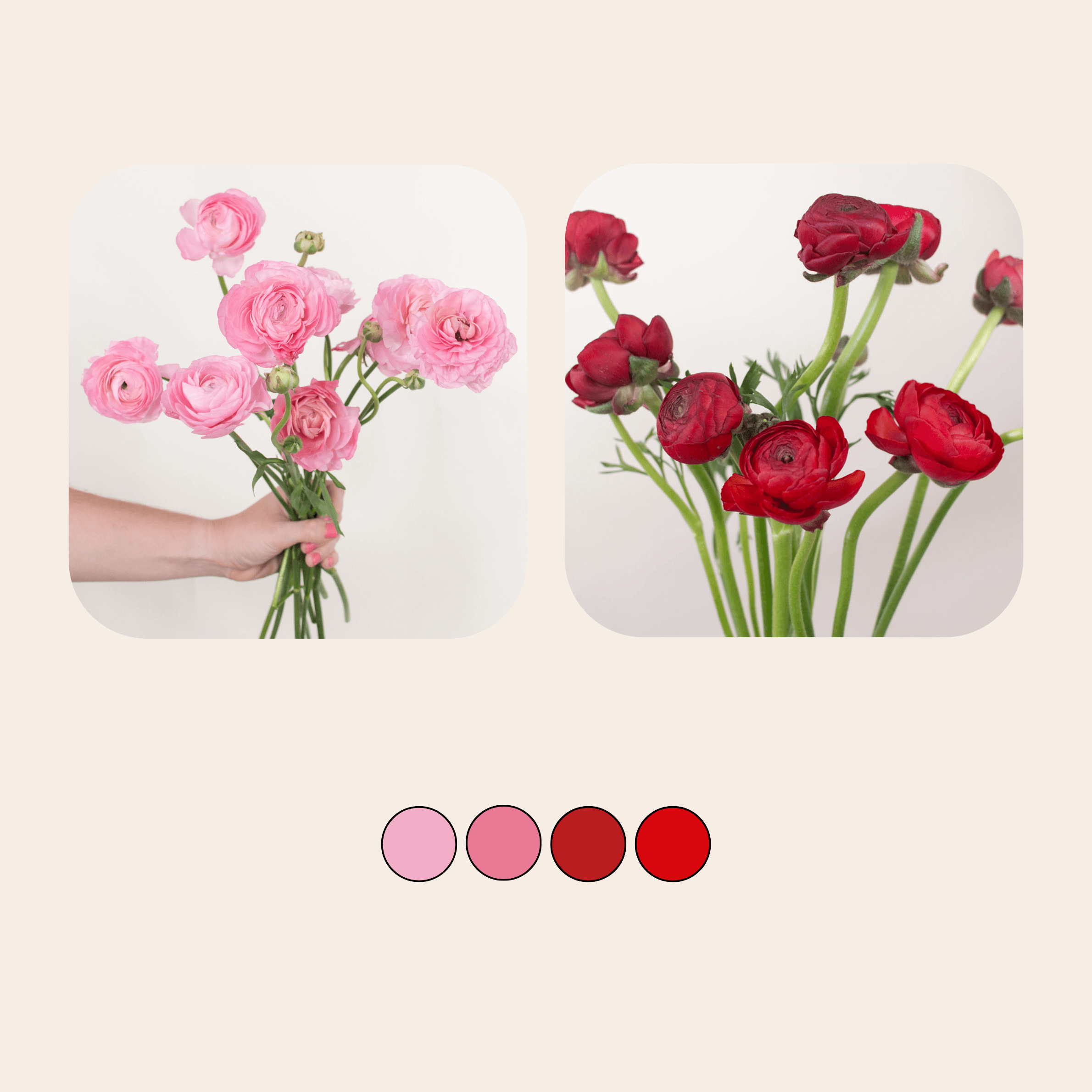 Red and Pink Ranunculus Mixed Box