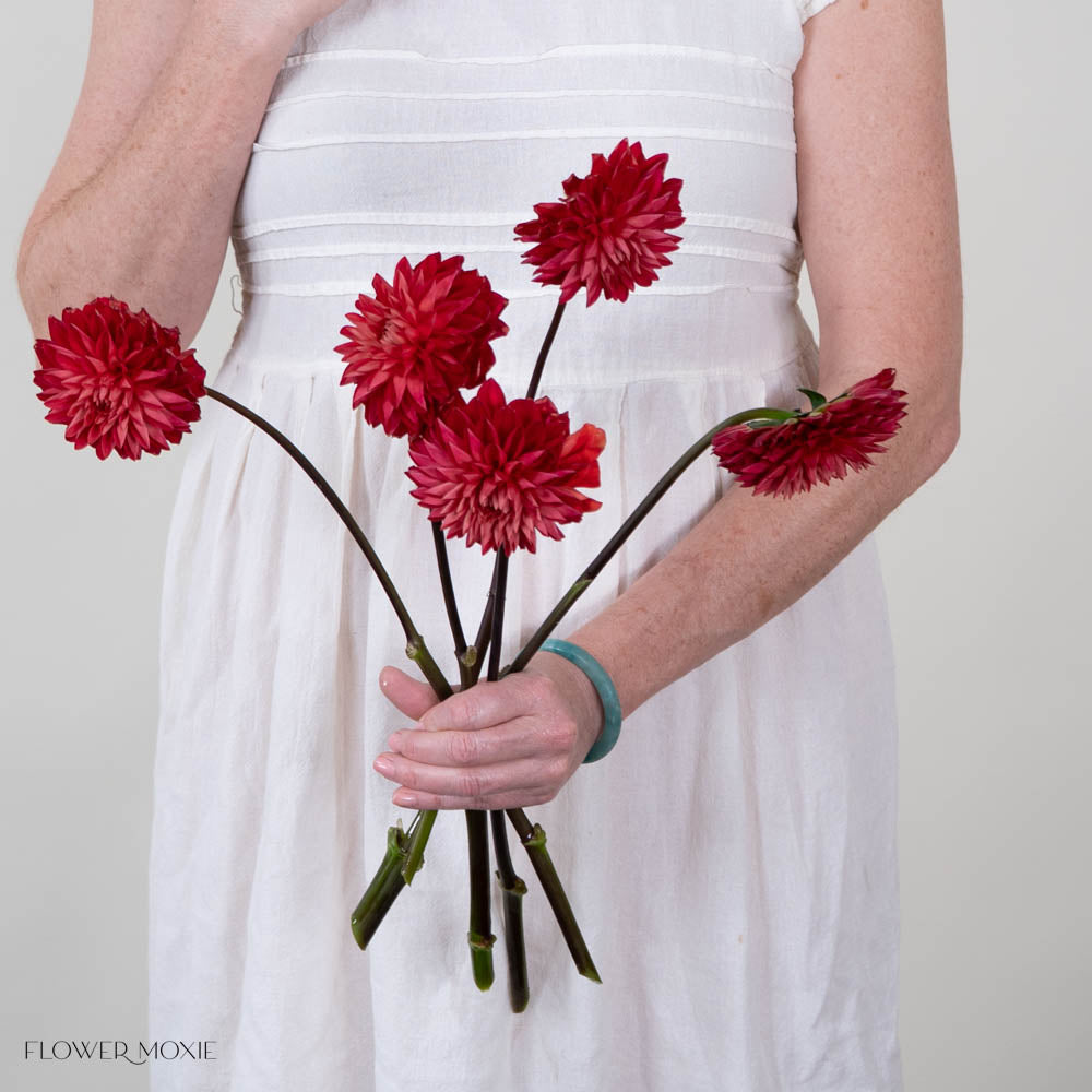 Red Dahlia Flower
