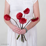 Red Dahlia Flower
