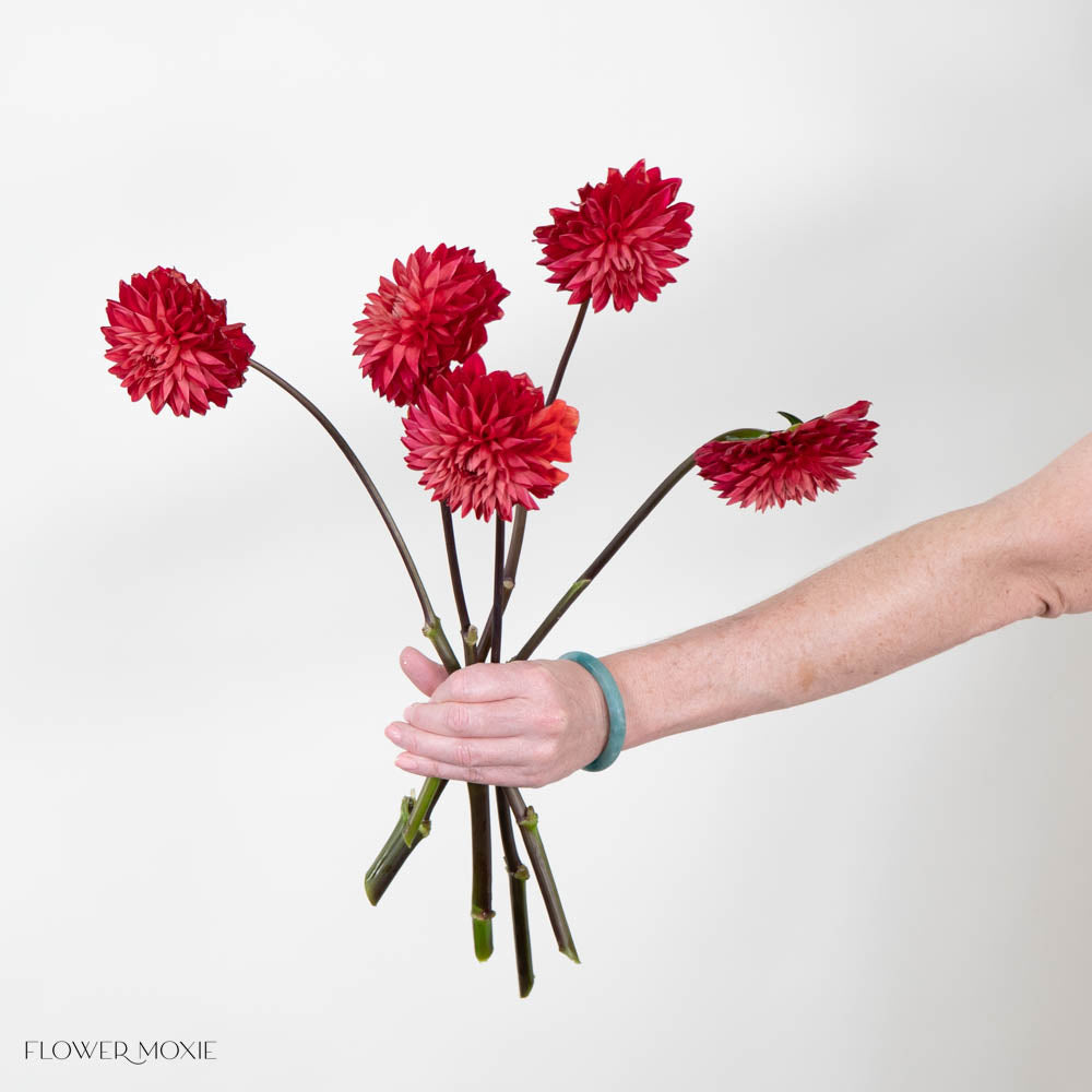 Red Dahlia Flower
