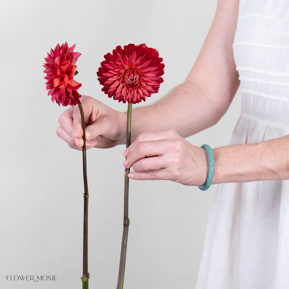 Red Dahlia Flower

