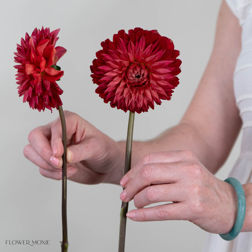 Red Dahlia Flower
