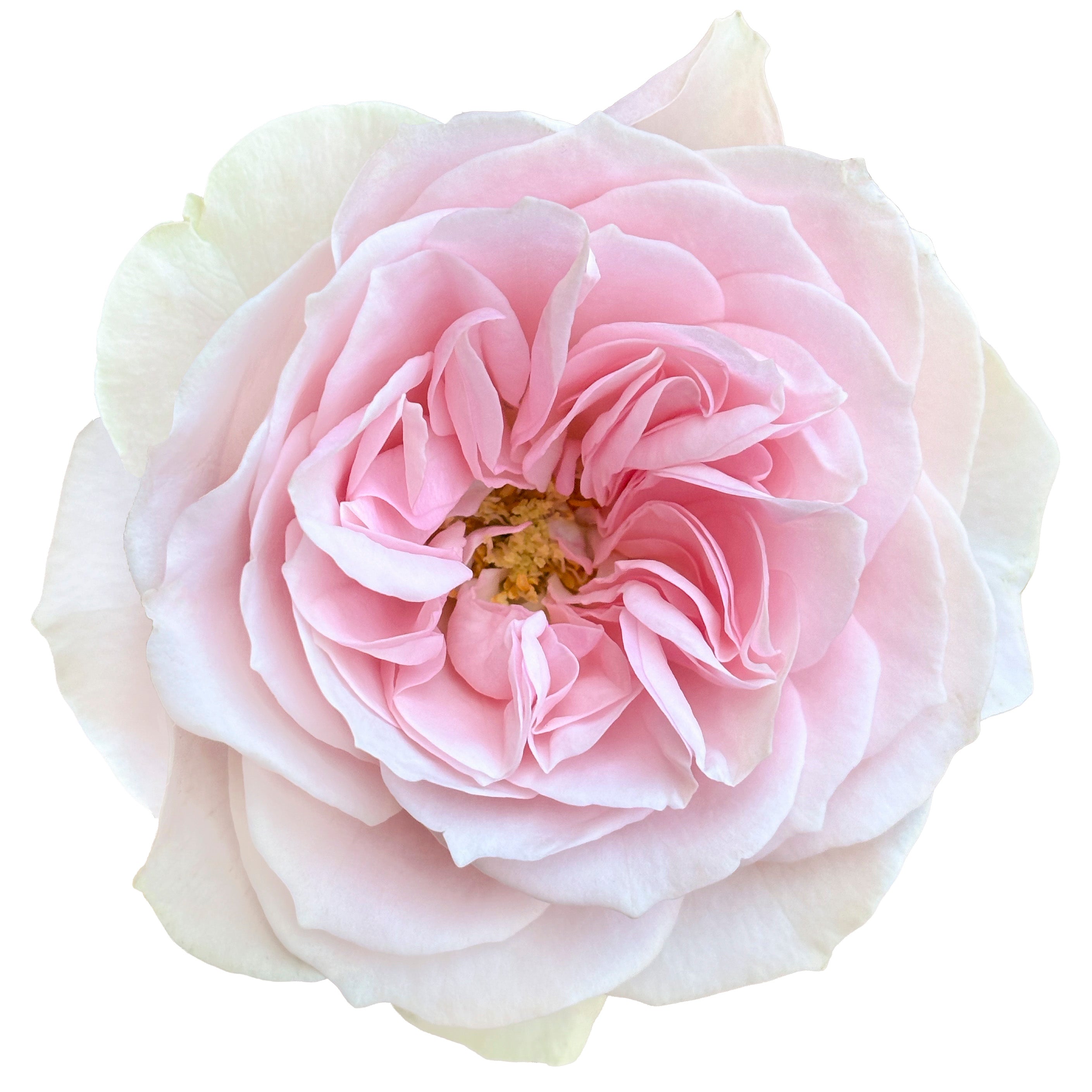 Soft Pink Pimpinella Garden Rose