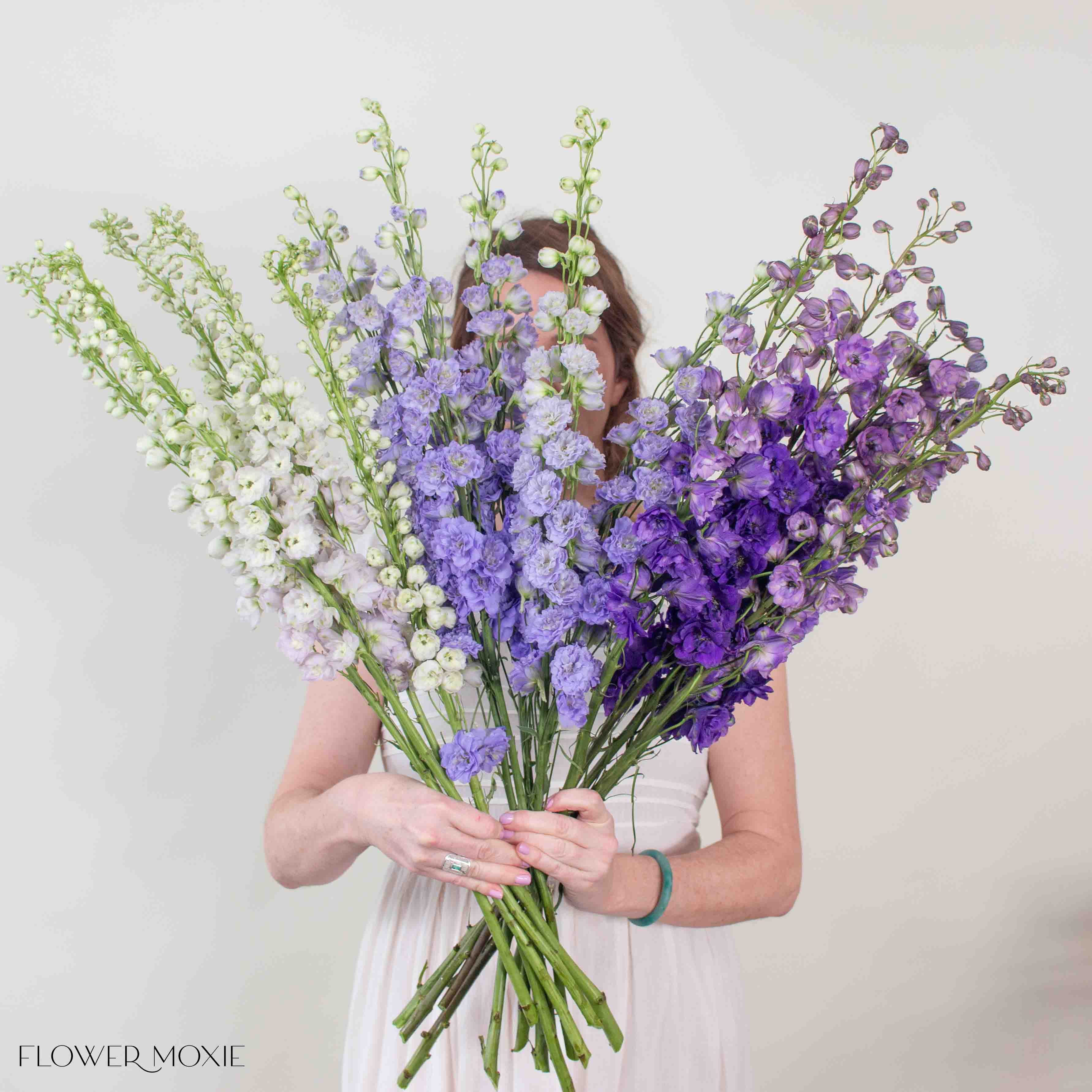 Giant Hybrid Delphinium Mixed Box