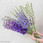 Blush, Lavender, and Purple Hybrid Delphinium Mixed Box