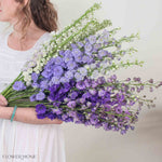 Blush, Lavender, and Purple Hybrid Delphinium Mixed Box