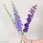 Blush, Lavender, and Purple Hybrid Delphinium Mixed Box