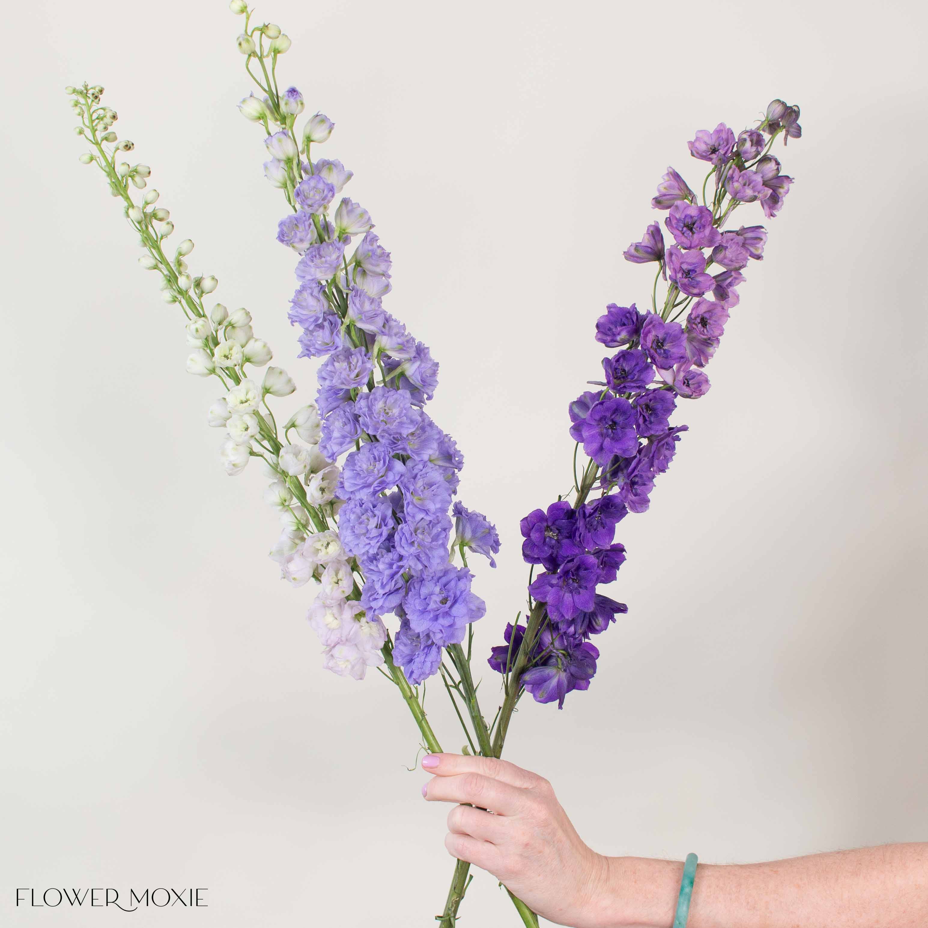 Blush, Lavender, and Purple Hybrid Delphinium Mixed Box