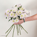 Blush Cushion Pom Flower
