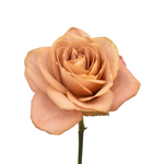 Bulk Brown Symbol Roses