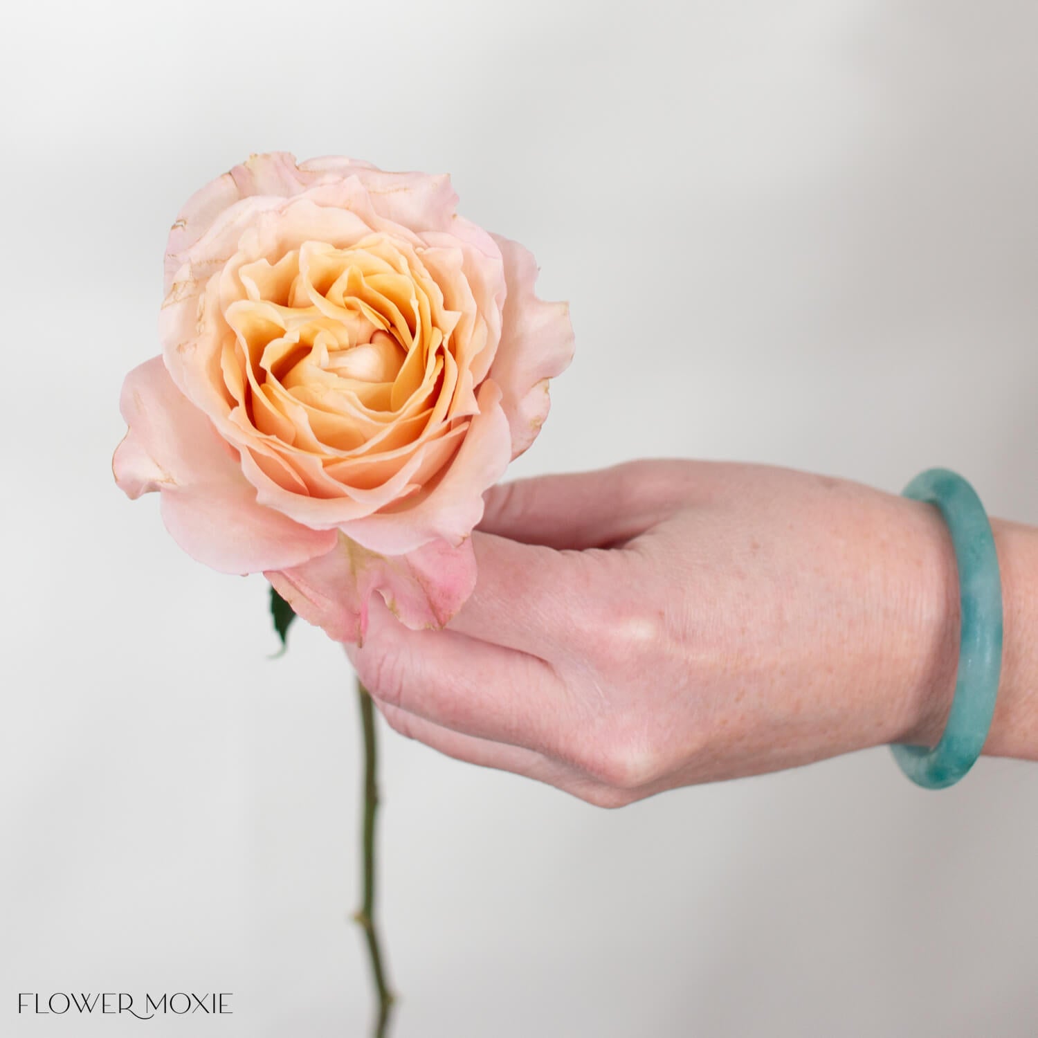 Sandy Beige Sahara Senstation Garden Rose | DIY Wedding Flowers