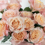 Dusty Peach Sahara Sensation Rose