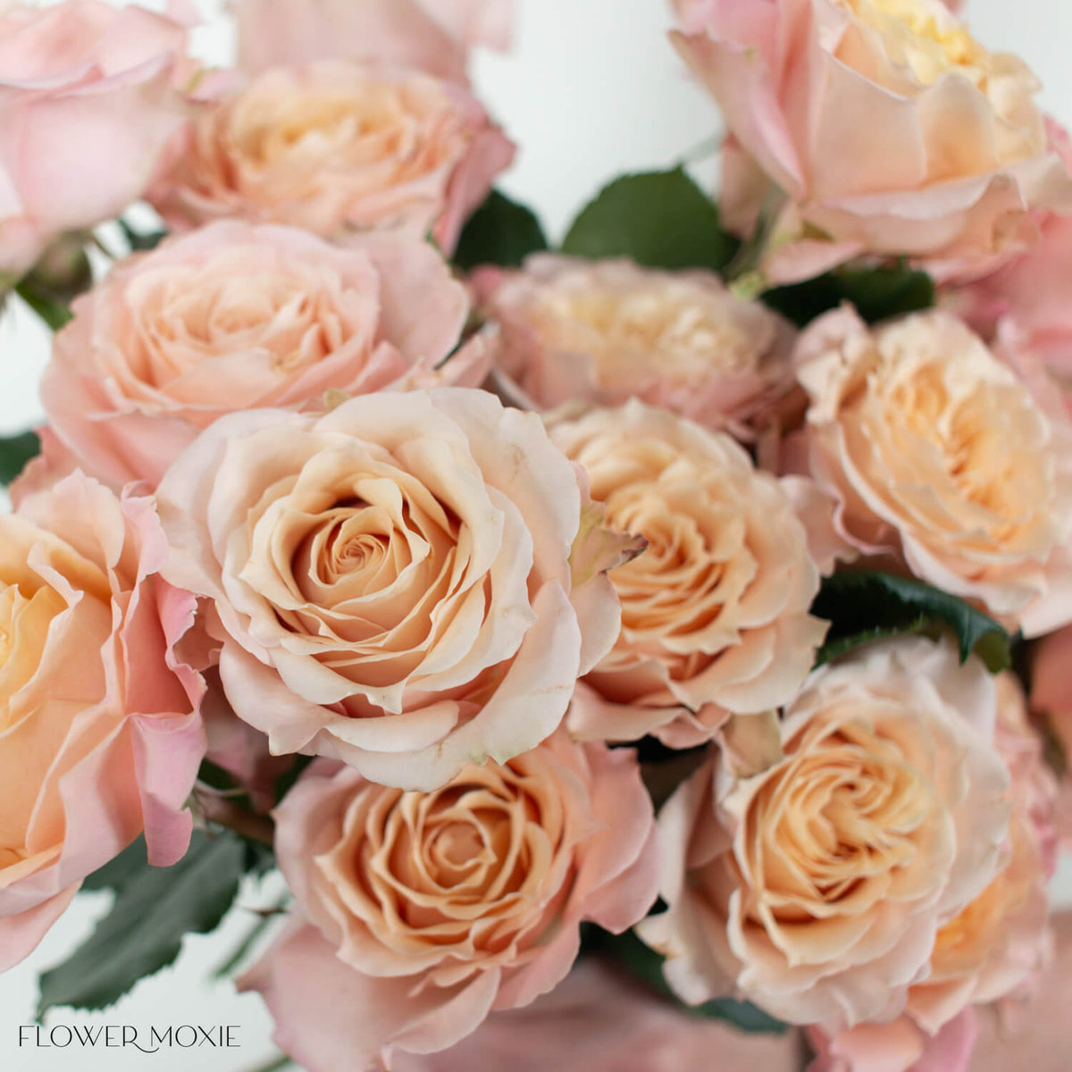 Sandy Beige Roses Sandy Beige Sahara Senstation Garden Rose | DIY Wedding Flowers ...