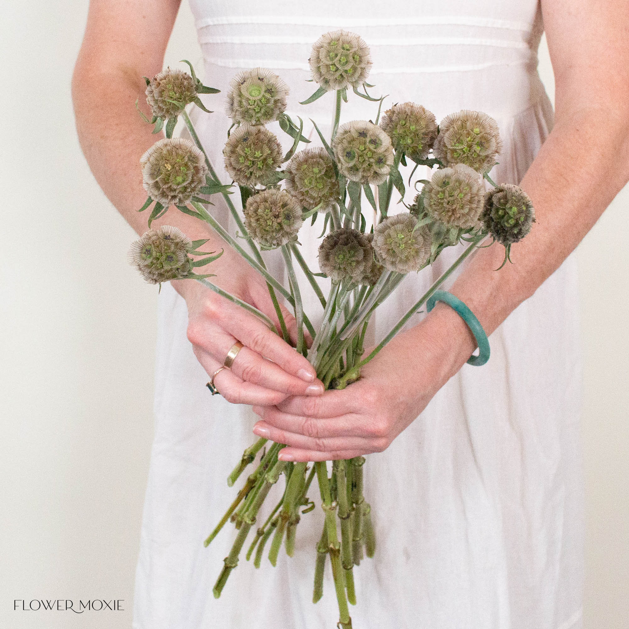 Scabiosa Pods
