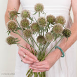 Scabiosa Pods
