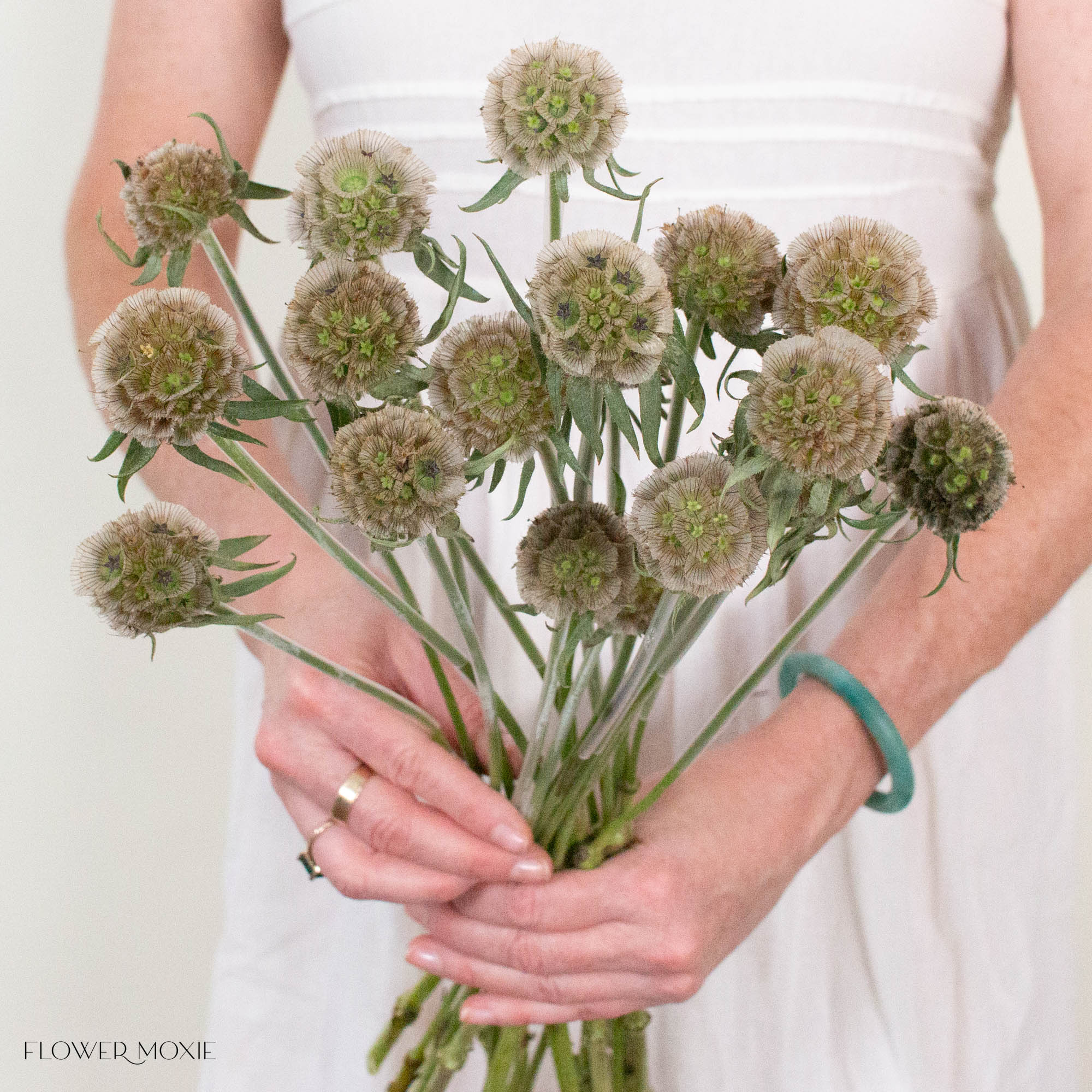 Scabiosa Pods
