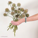 Scabiosa Pods

