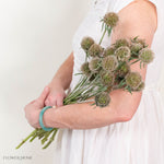 Scabiosa Pods
